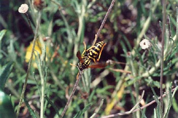 Avispa cómún (Polistes gallicus)