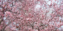 Almendros en flor