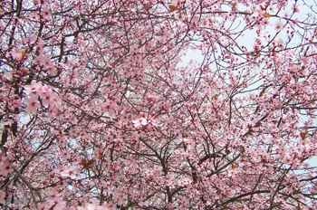 Almendros en flor