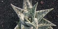 Aloe variegata