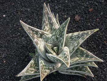 Aloe variegata