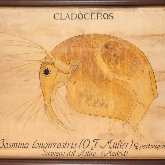 IES_CARDENALCISNEROS_ZOOLOGIA_I_LAMINAS_023