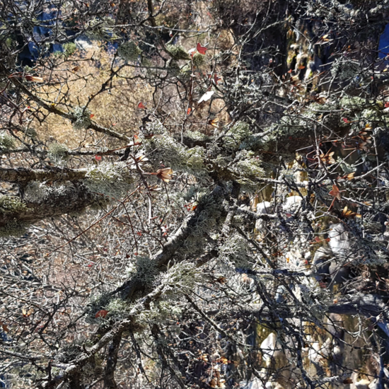 La Pedriza. 3º ESO. 2017-2018. 27