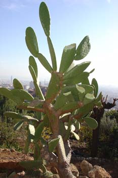Cactus, Parque Güell de Barcelona