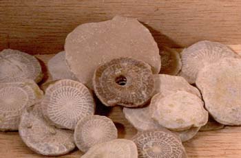 Nummulites (Foraminíferos) Paleoceno