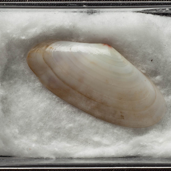 IES_ISABELLACATOLICA_BIOLOGIA_468