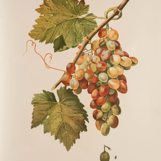 IES_CARDENALCISNEROS_BOTÁNICA_II_LÁMINAS_105