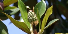 Magnolio - Fruto (Magnolia grandiflora)