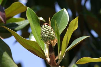 Magnolio - Fruto (Magnolia grandiflora)