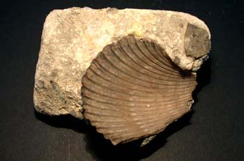 Neithea quadricostata (Bivalvo) Cretácico