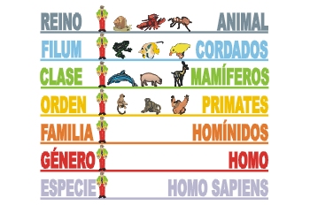 Taxonomía