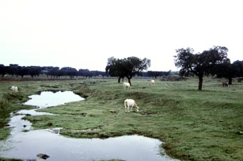 Ganado vacuno Blanca Cacereña - Aldea de Trujillo, Cáceres