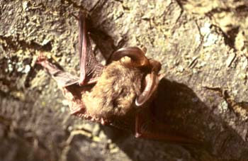 Murciélago orejudo (Plecotus auritus)