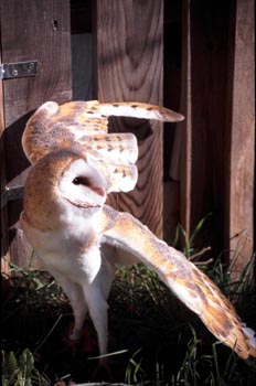Lechuza - Sierra de Fuentes, Cáceres