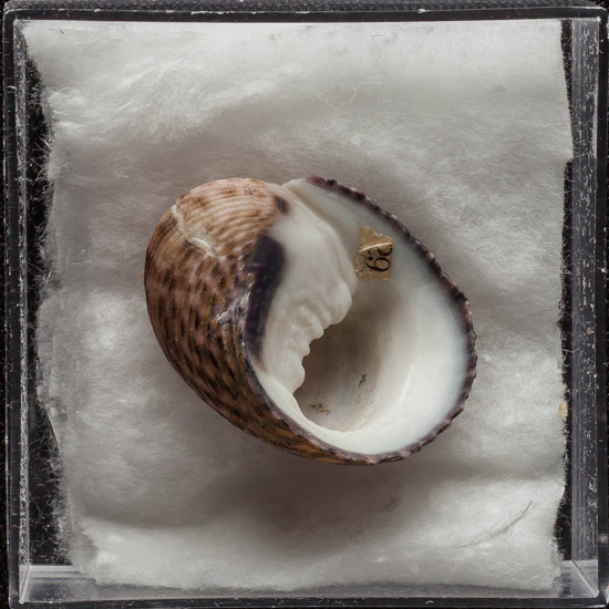 IES_ISABELLACATOLICA_BIOLOGIA_330