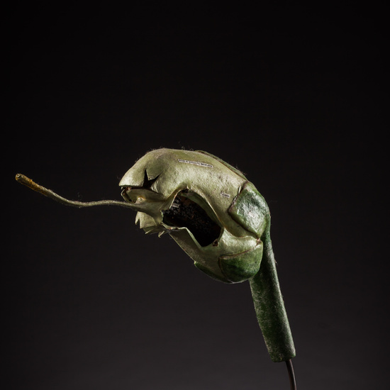 IES_ISABELLACATOLICA_BIOLOGIA_085