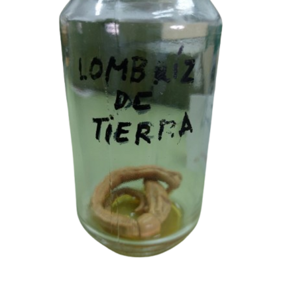 Lombriz de tierra