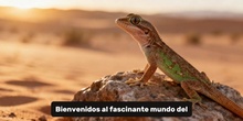 GECKPO LAGARTO