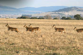 Ciervo común (Cervus elaphus)