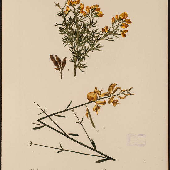 IES_CARDENALCISNEROS_HERBARIO_30 3