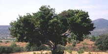 Madroño - Porte (Arbutus unedo)