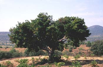 Madroño - Porte (Arbutus unedo)