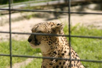 Guepardo (Acinonyx jubatus)