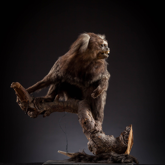 IES_SANISIDRO_MUSEO_Zoolgía_023