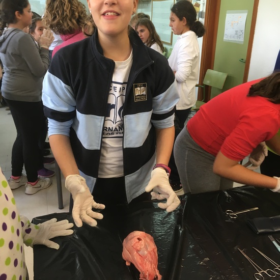 2016-11-09_DISECCION OJO CORDERO (2)