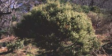 Enebro común (Juniperus communis)