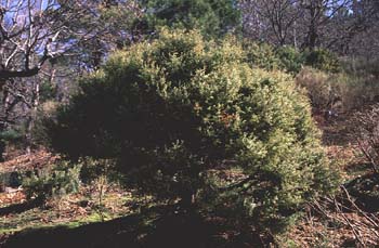 Enebro común (Juniperus communis)