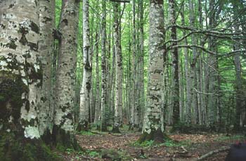 Haya - Tronco (Fagus silvatica)