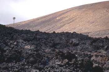 Palmera en ladera de pico