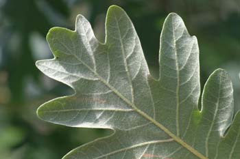 Rebollo / melojo - Hoja (Quercus pyrenaica)