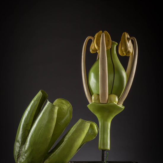 IES_CARDENALCISNEROS_BOTÁNICA_III_MODELOS_010