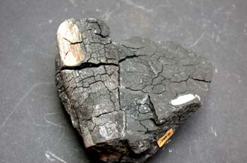 Orthoceras originale (Nautilus) Silúrico