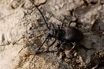 Gran Longicornio áptero (Morimus asper)