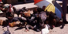 Puesto de venta de aves en San Cristóbal de las Casas, México