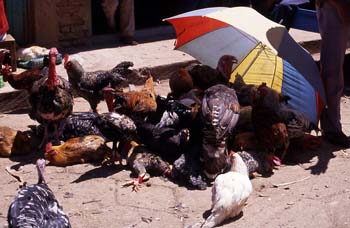 Puesto de venta de aves en San Cristóbal de las Casas, México