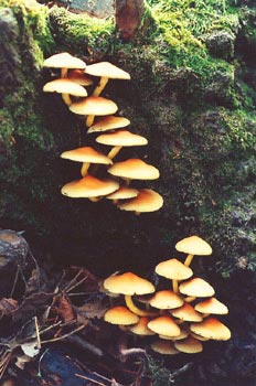 Hypholoma del aliso