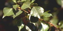 álamo negro - Hojas (Populus nigra)