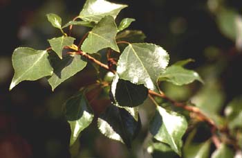 álamo negro - Hojas (Populus nigra)