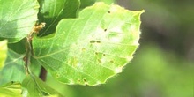 Haya - Hoja (Fagus silvatica)