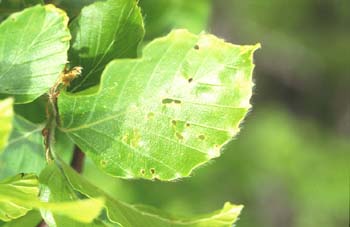 Haya - Hoja (Fagus silvatica)