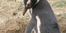 Pingüino de Magallanes, Argentina