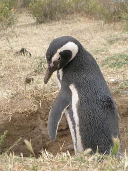 Pingüino de Magallanes, Argentina