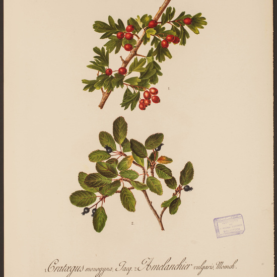 IES_CARDENALCISNEROS_HERBARIO_038