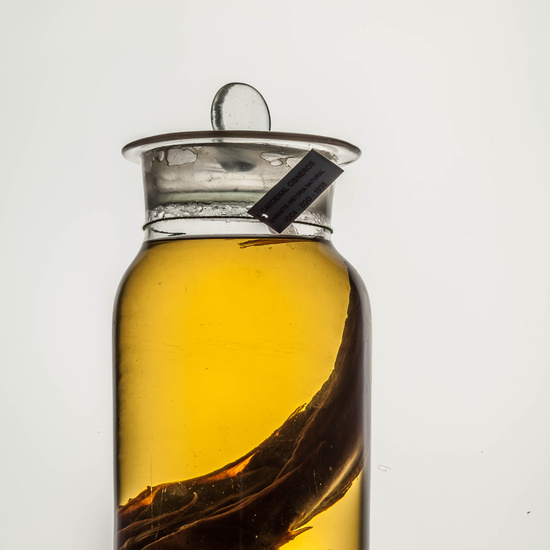 IES_CARDENALCISNEROS_CIENCIASNATURALES_118