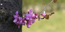 árbol del amor - Flor (Cercis siliquastrum)