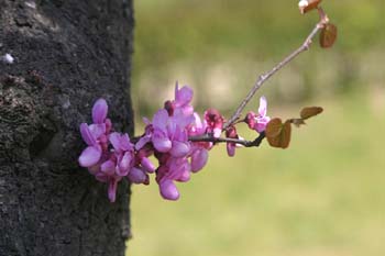 árbol del amor - Flor (Cercis siliquastrum)